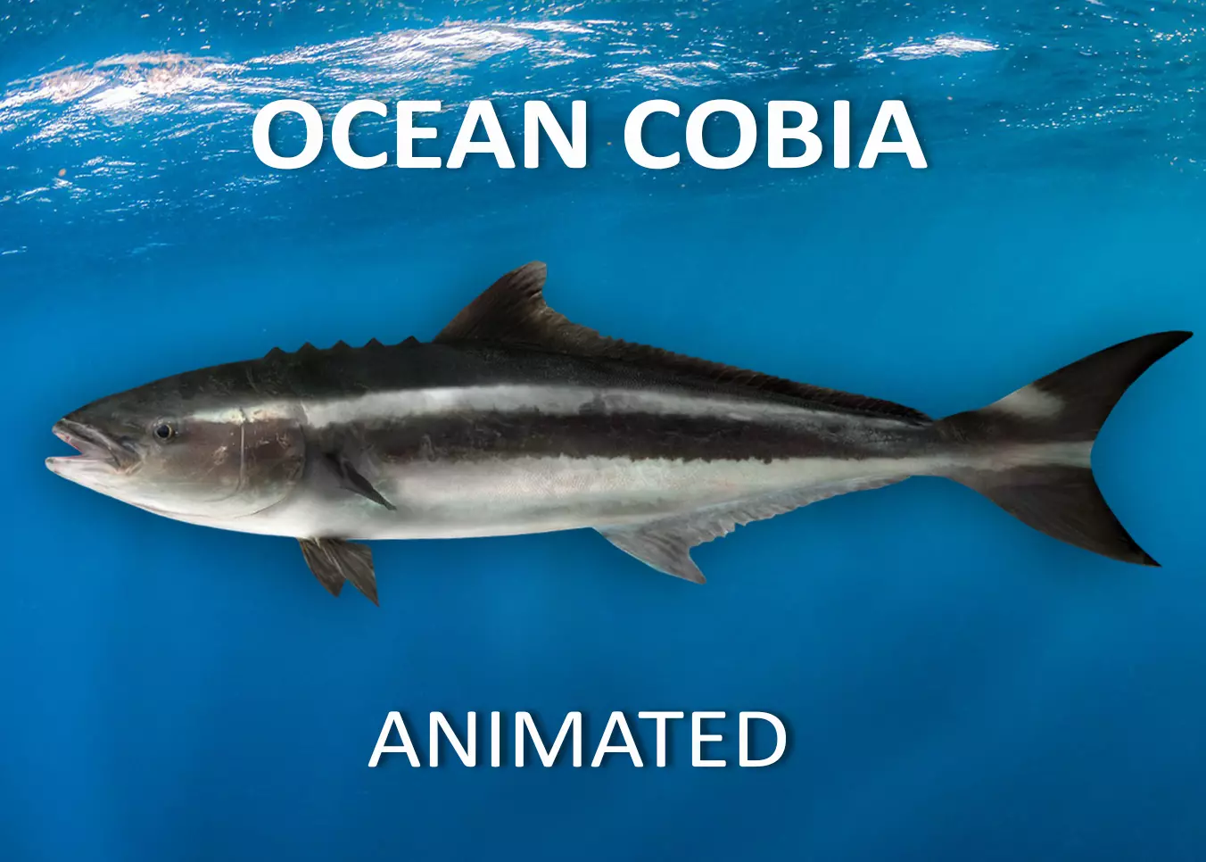 Cobia Fish Animated 3D model