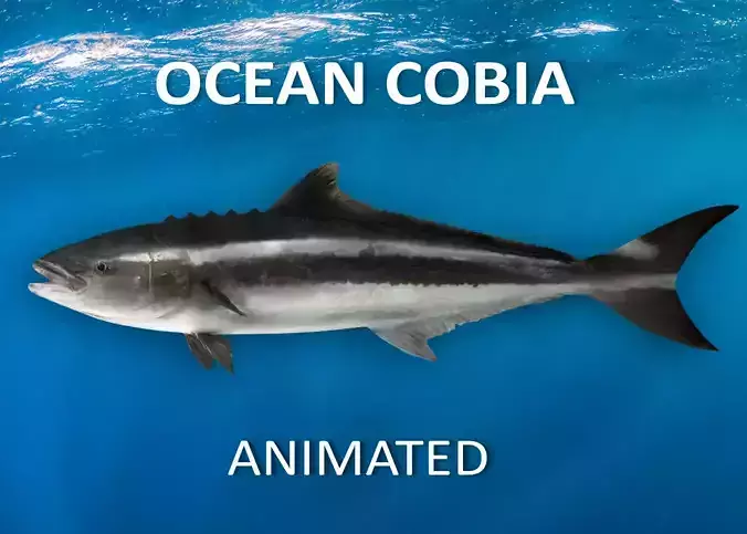 Cobia Fish Animated 3D model