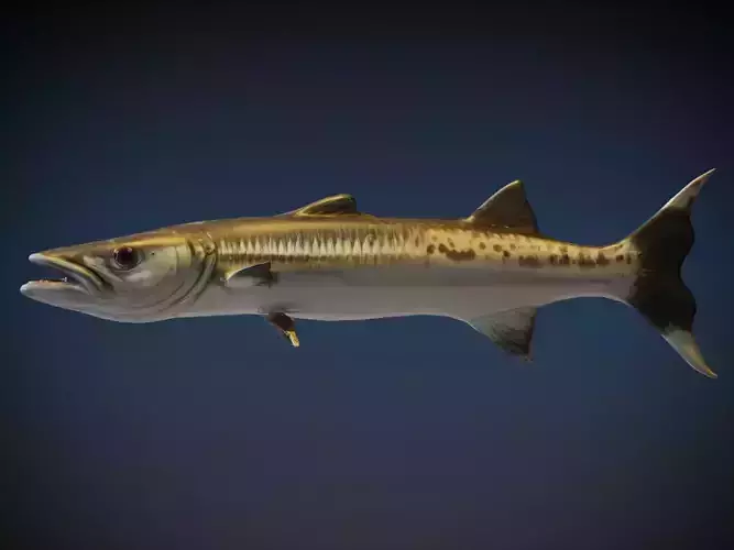 Barracudas 3D model