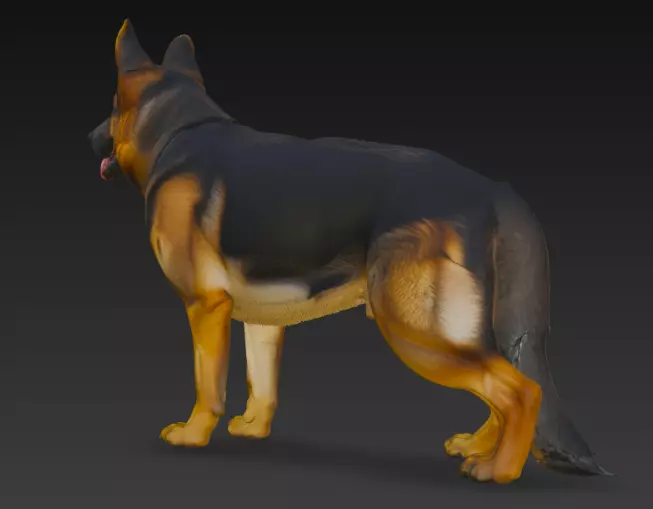 German Shepherd Dog 3d Model 3D model_3
