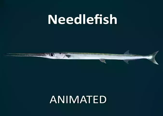 Realistic Needlefish Animated 3D model