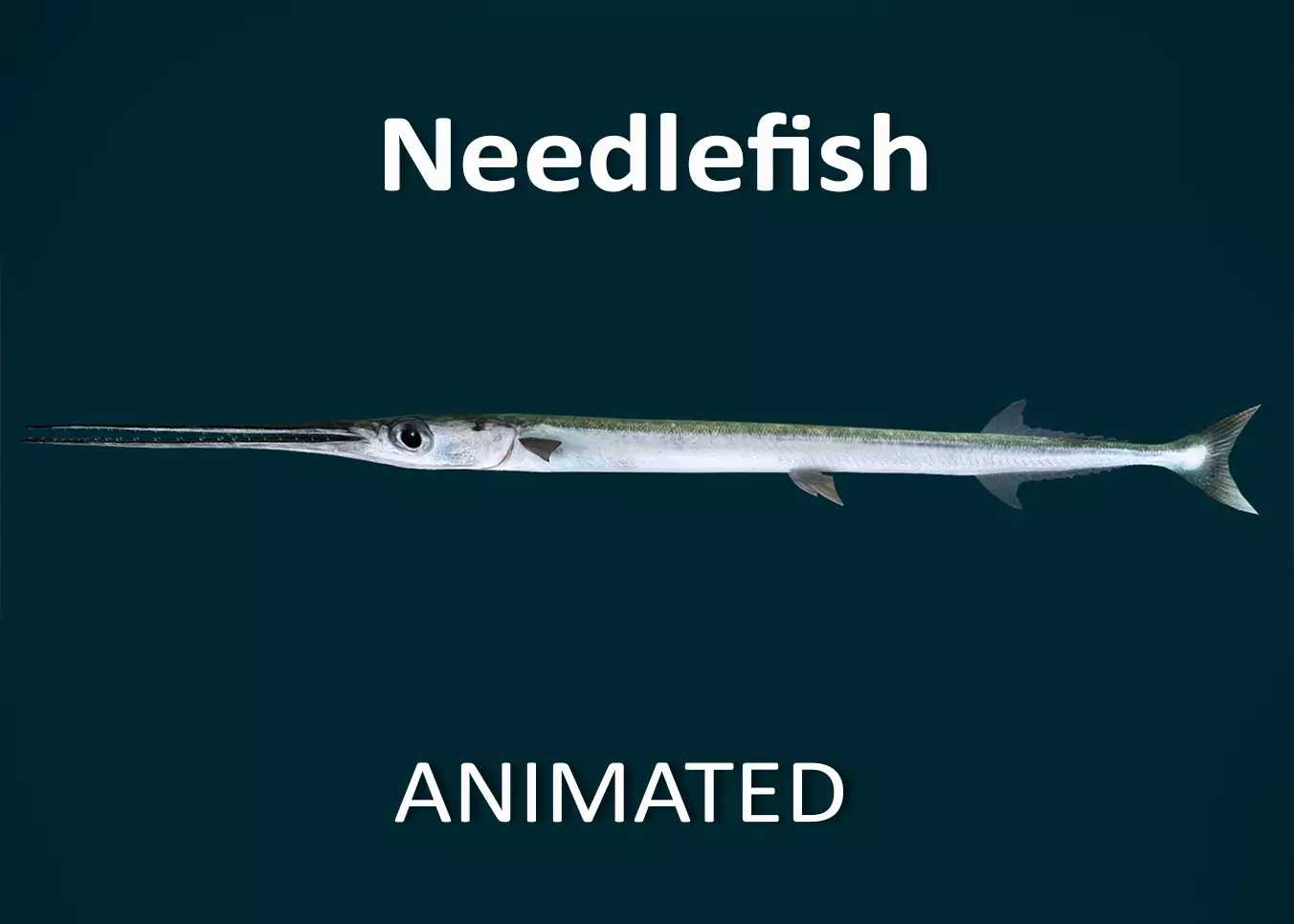 Realistic Needlefish Animated 3D model