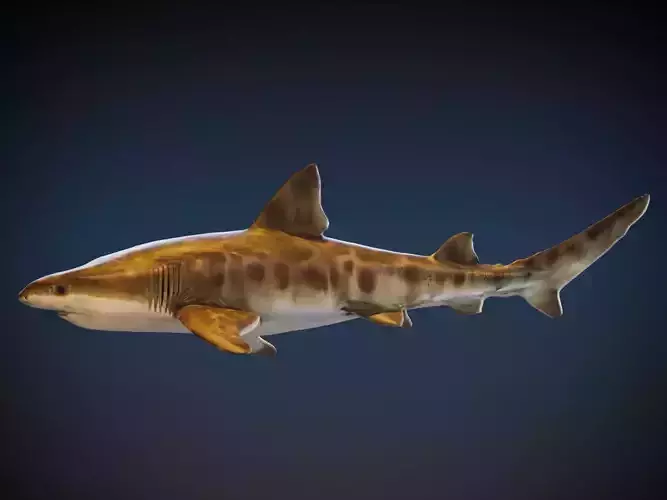 Leopard Shark
