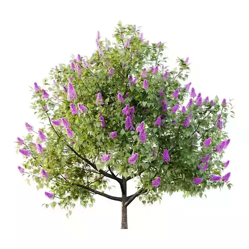 Lilac Syringa Vulgaris Tree 03