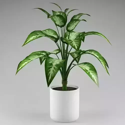Plant 051