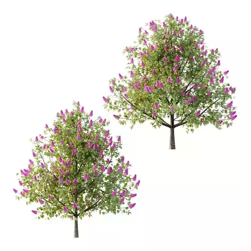 Lilac Syringa Vulgaris Tree 04