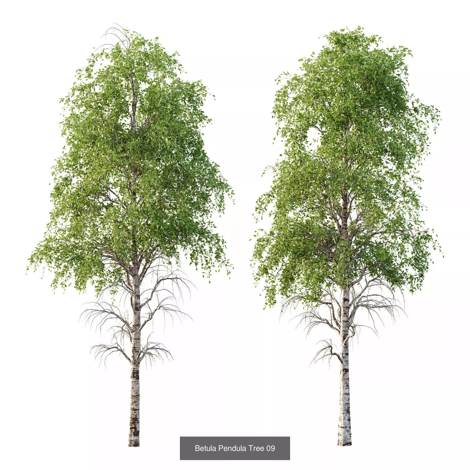 Excellent collection of Tree plants 15 Different Models 0016 _3