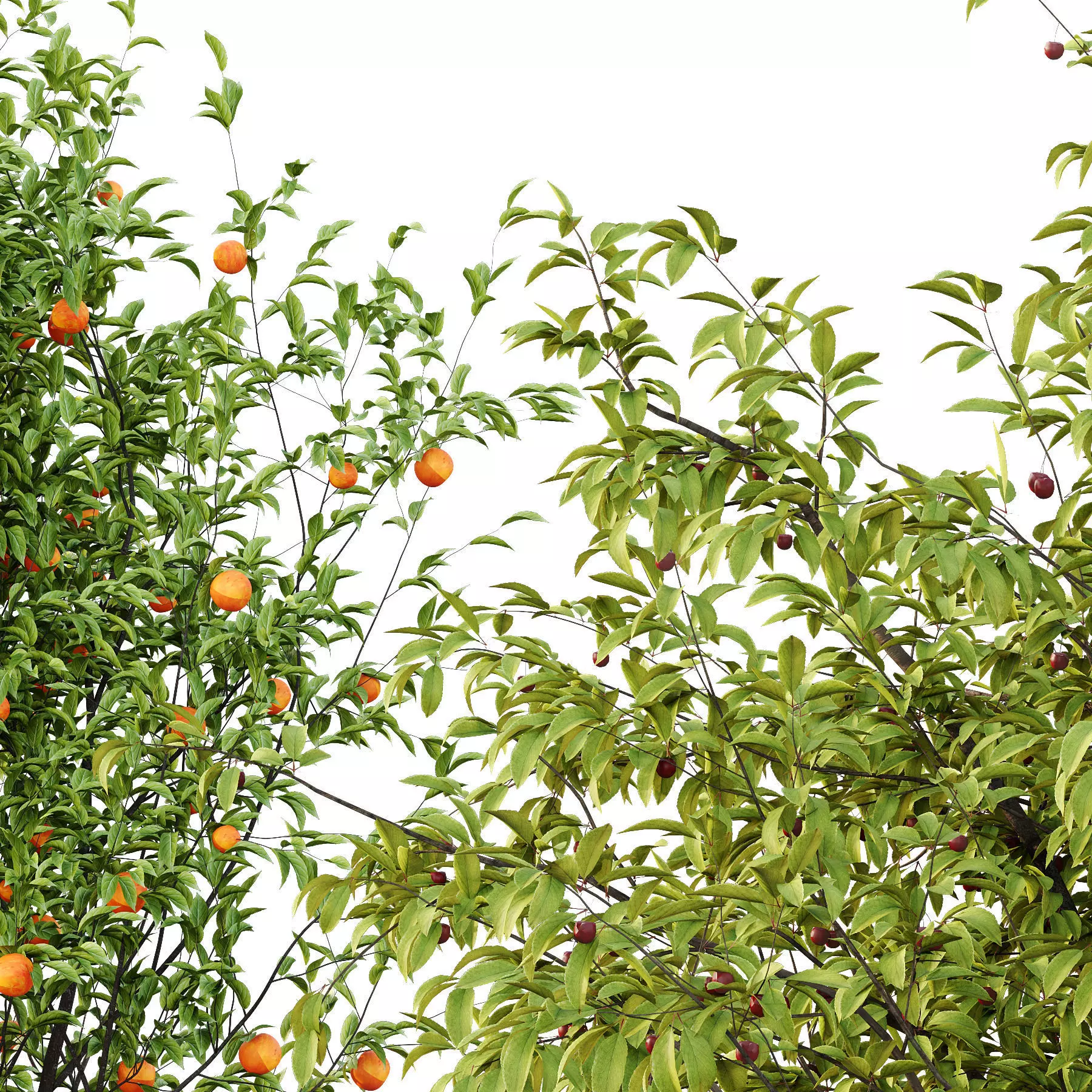 Excellent collection of Tree plants 15 Different Models 0016 _19