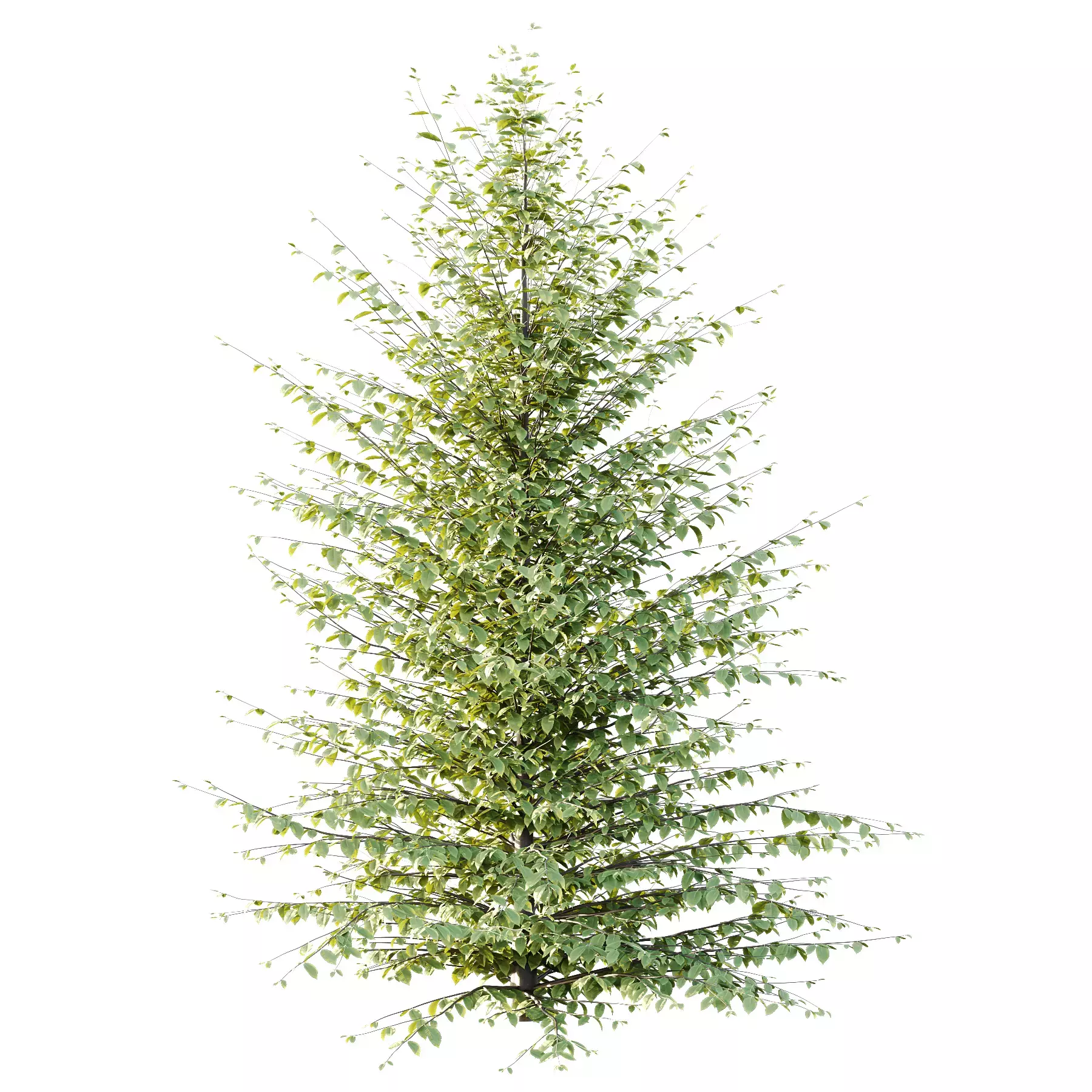 Excellent collection of Tree plants 15 Different Models 0016 _16