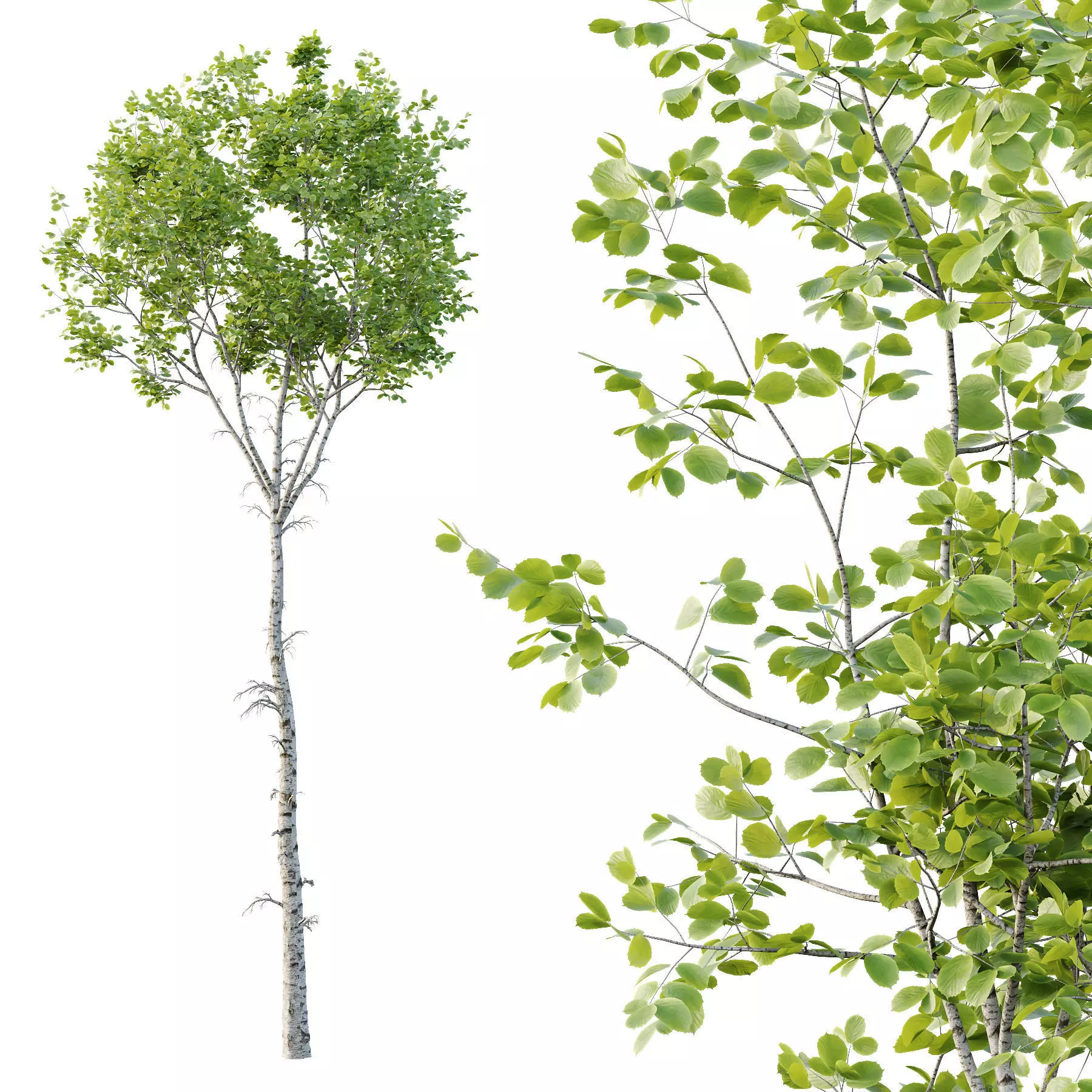 Excellent collection of Tree plants 15 Different Models 0016 _8