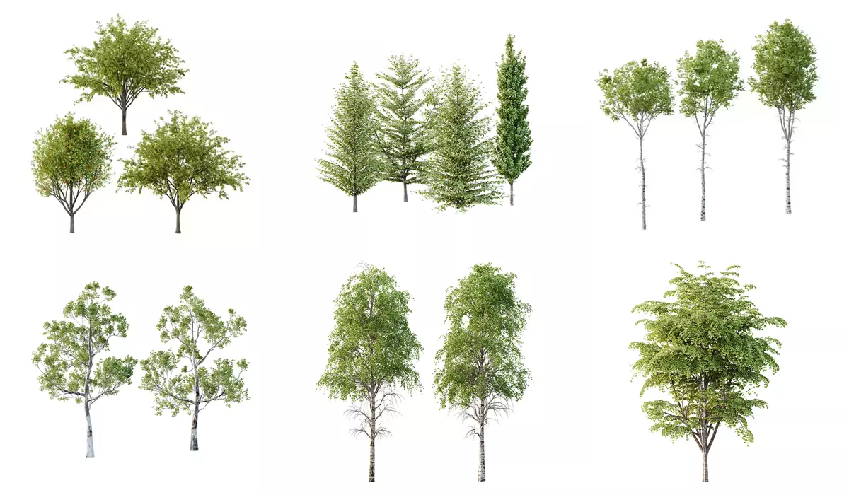 Excellent collection of Tree plants 15 Different Models 0016 _0