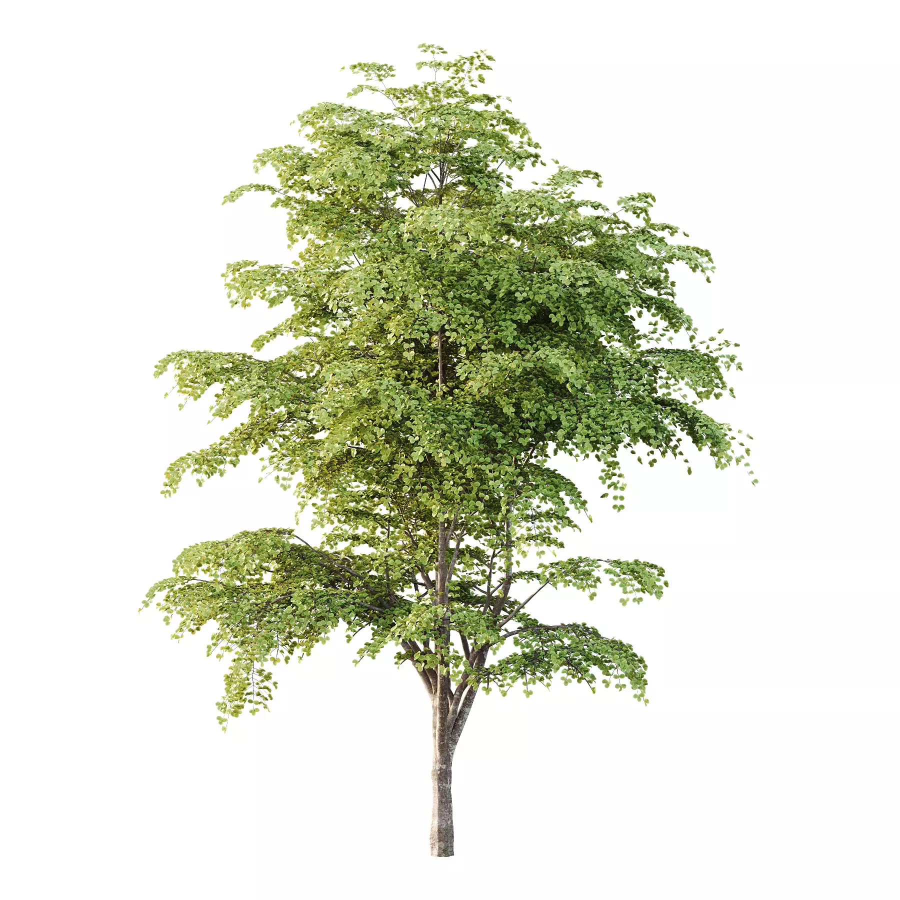 Excellent collection of Tree plants 15 Different Models 0016 _17