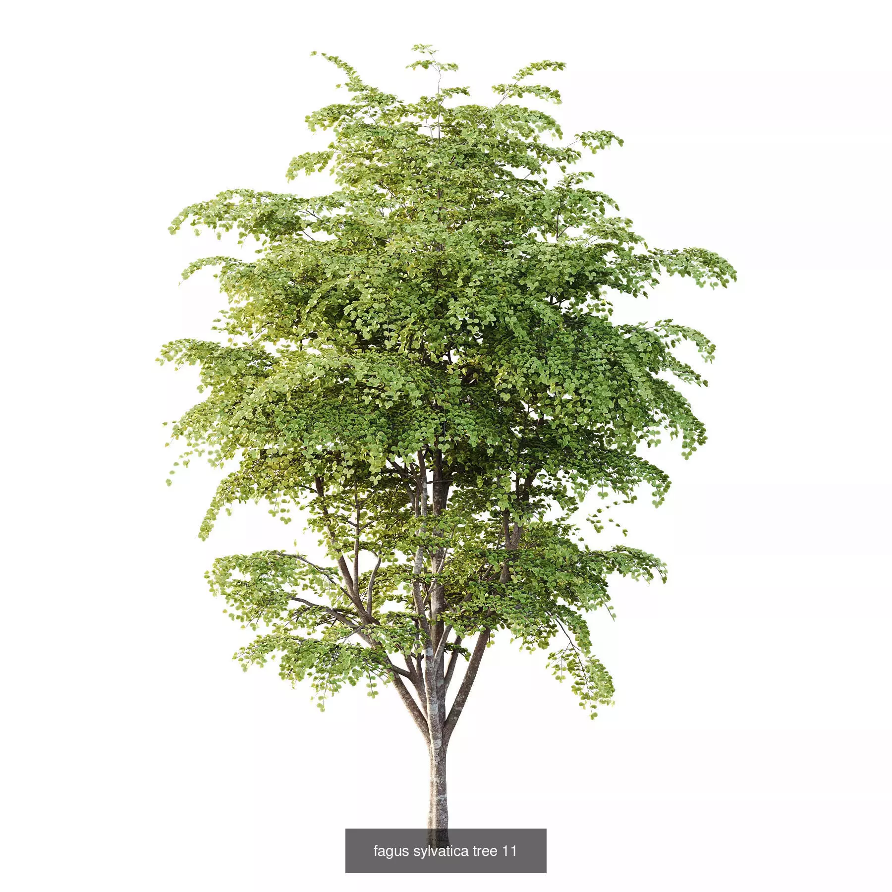 Excellent collection of Tree plants 15 Different Models 0016 _6