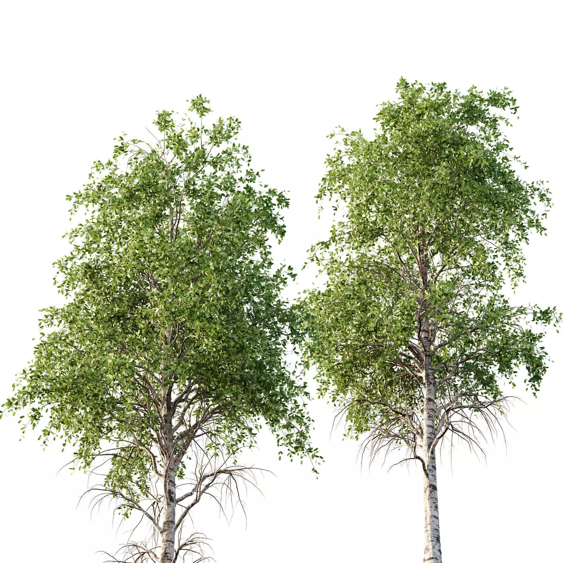 Excellent collection of Tree plants 15 Different Models 0016 _11