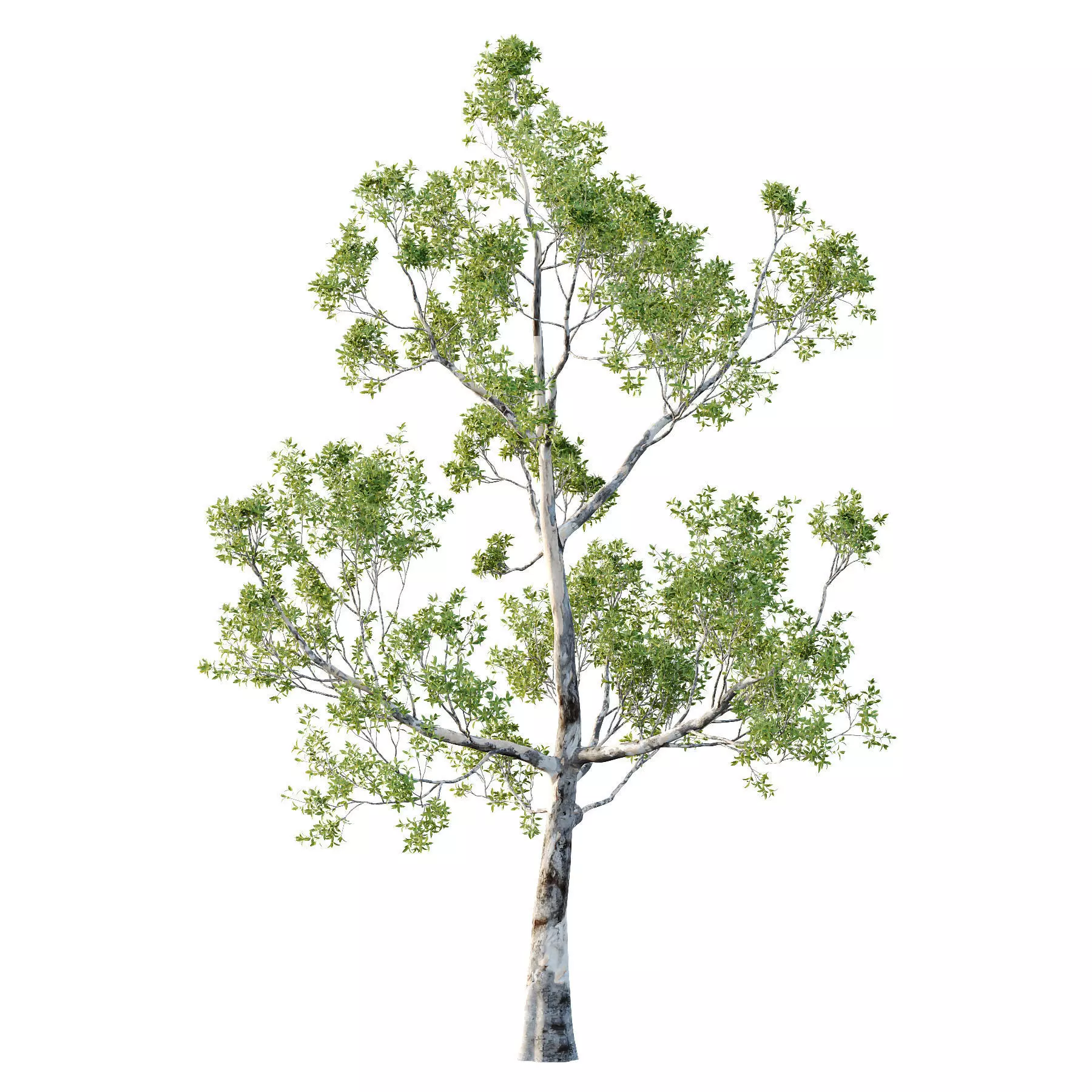 Excellent collection of Tree plants 15 Different Models 0016 _21