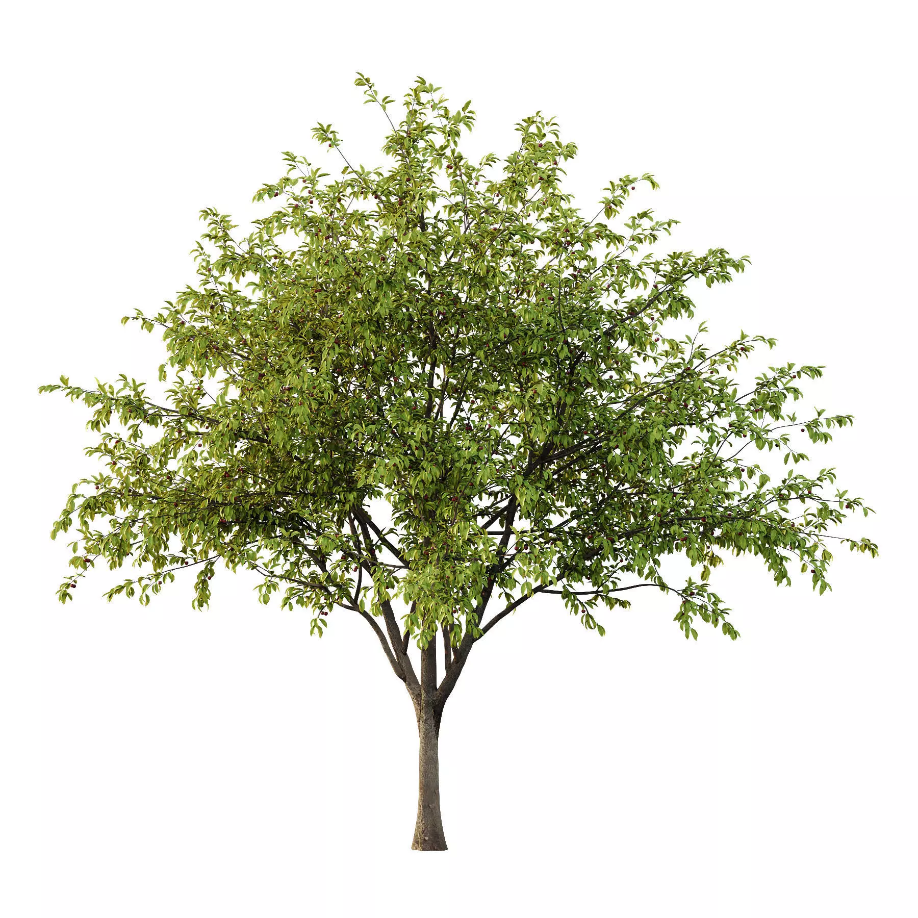 Excellent collection of Tree plants 15 Different Models 0016 _20