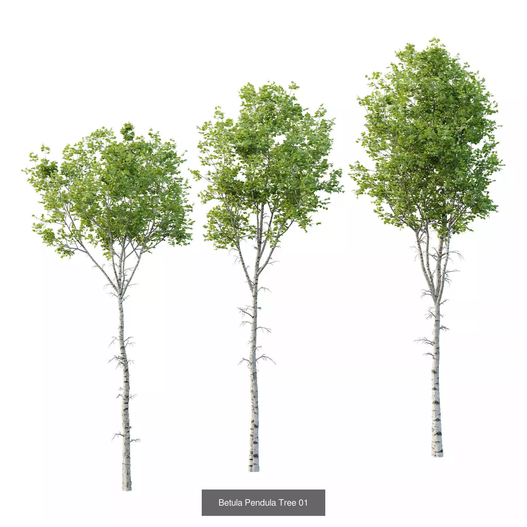 Excellent collection of Tree plants 15 Different Models 0016 _2