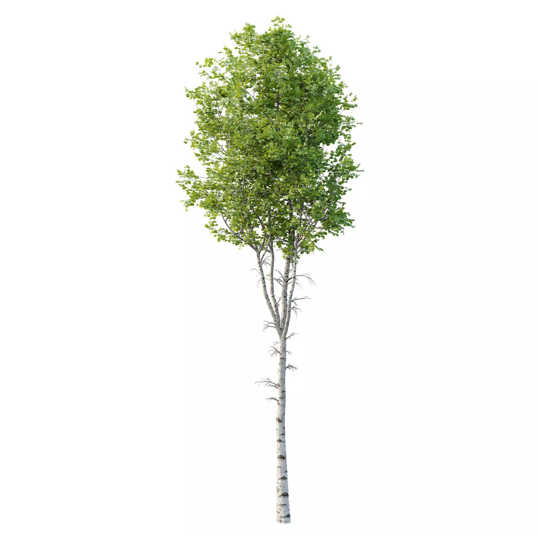 Excellent collection of Tree plants 15 Different Models 0016 _10