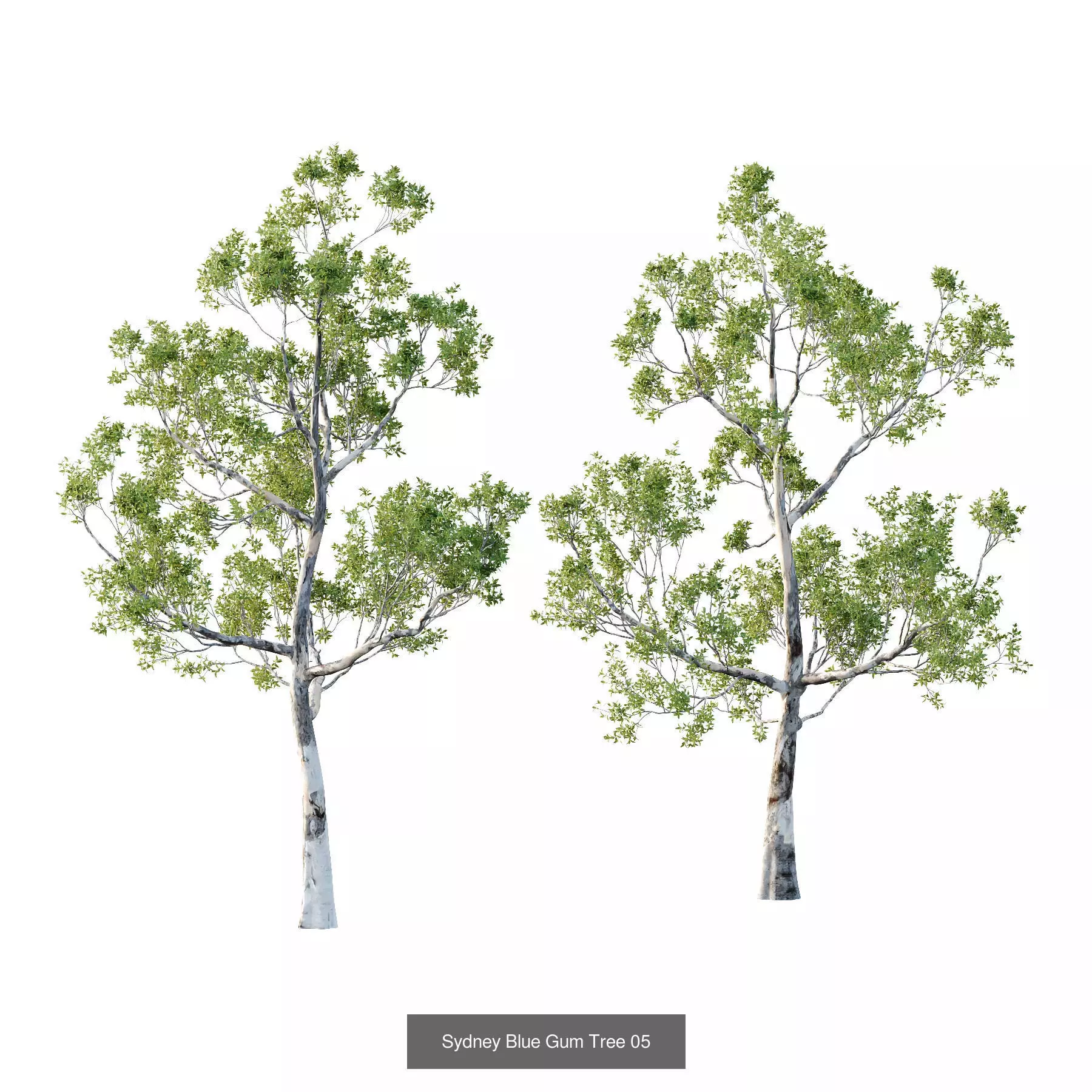 Excellent collection of Tree plants 15 Different Models 0016 _5