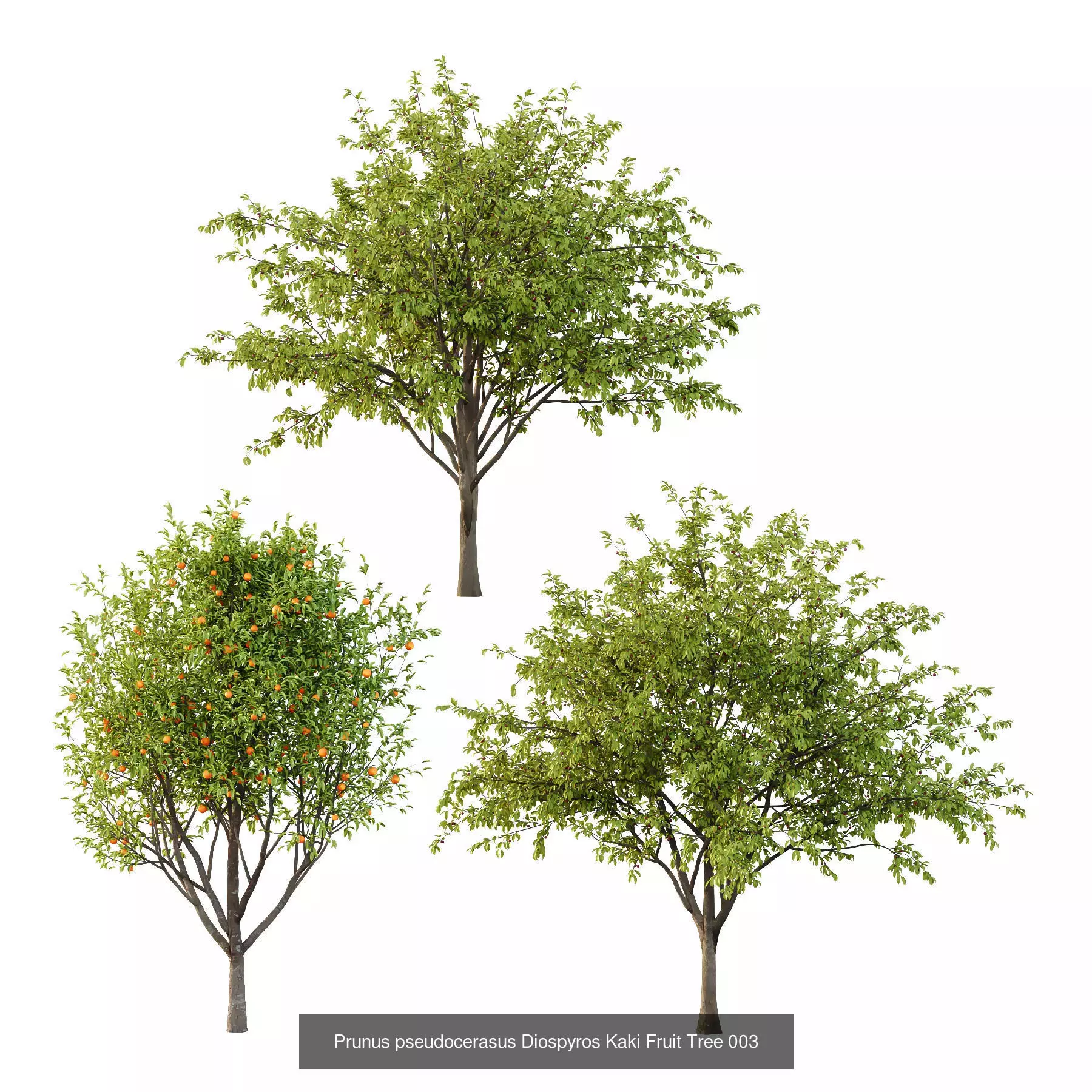 Excellent collection of Tree plants 15 Different Models 0016 _4