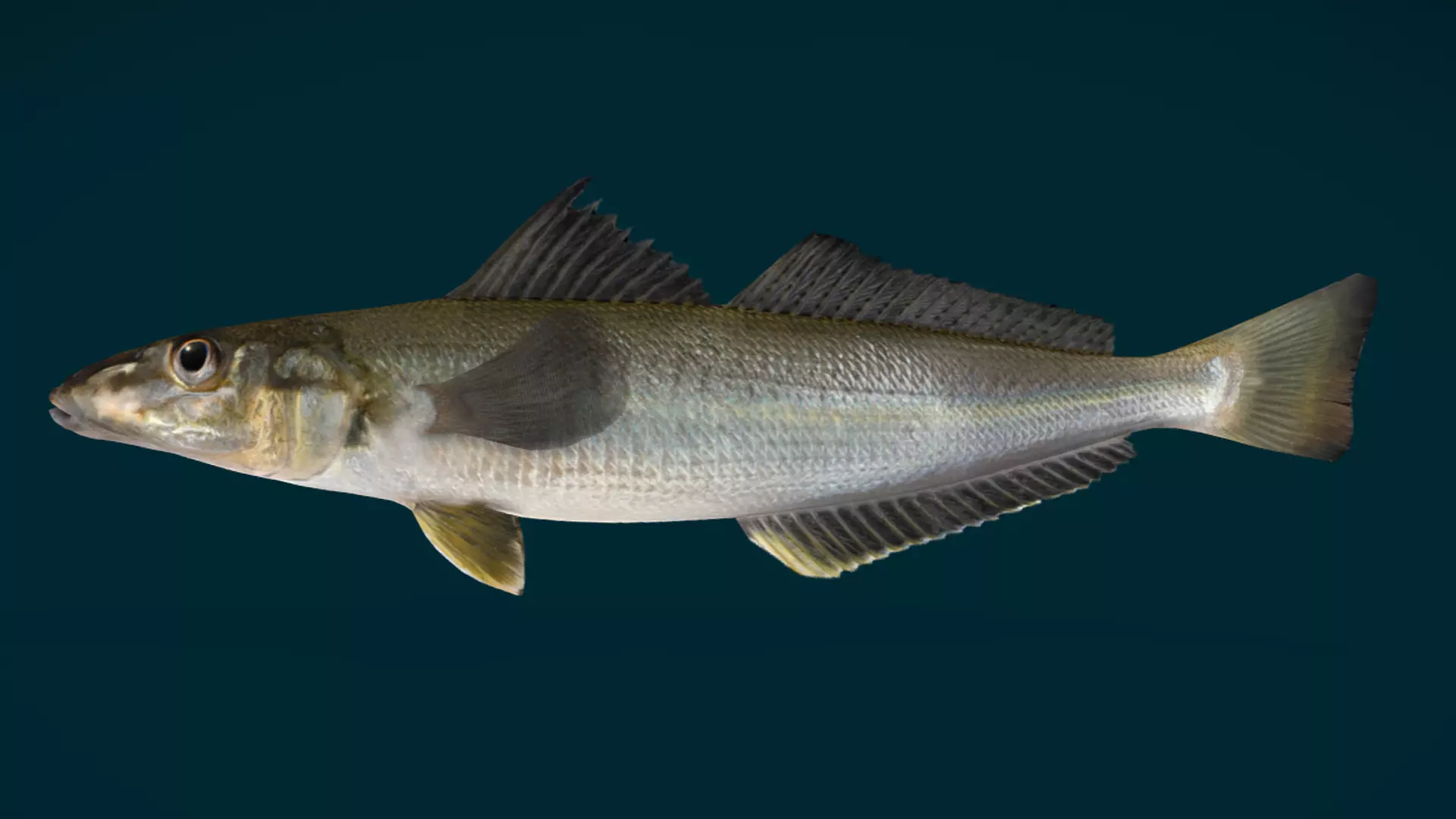 Whiting fish Animated 3D model_10