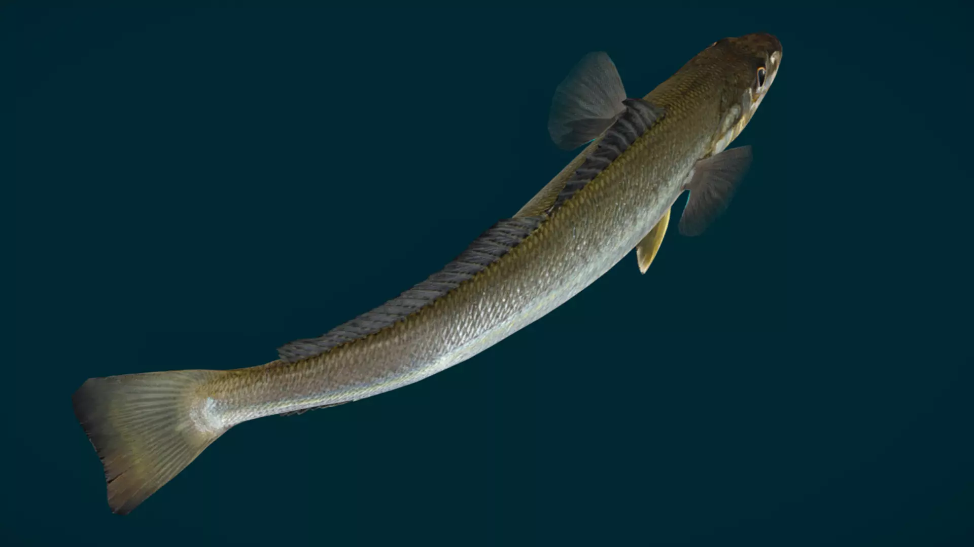 Whiting fish Animated 3D model_3