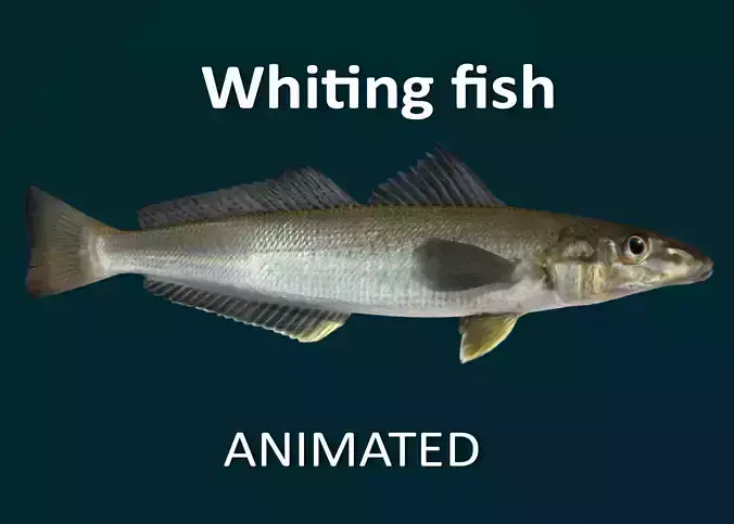 Whiting fish Animated