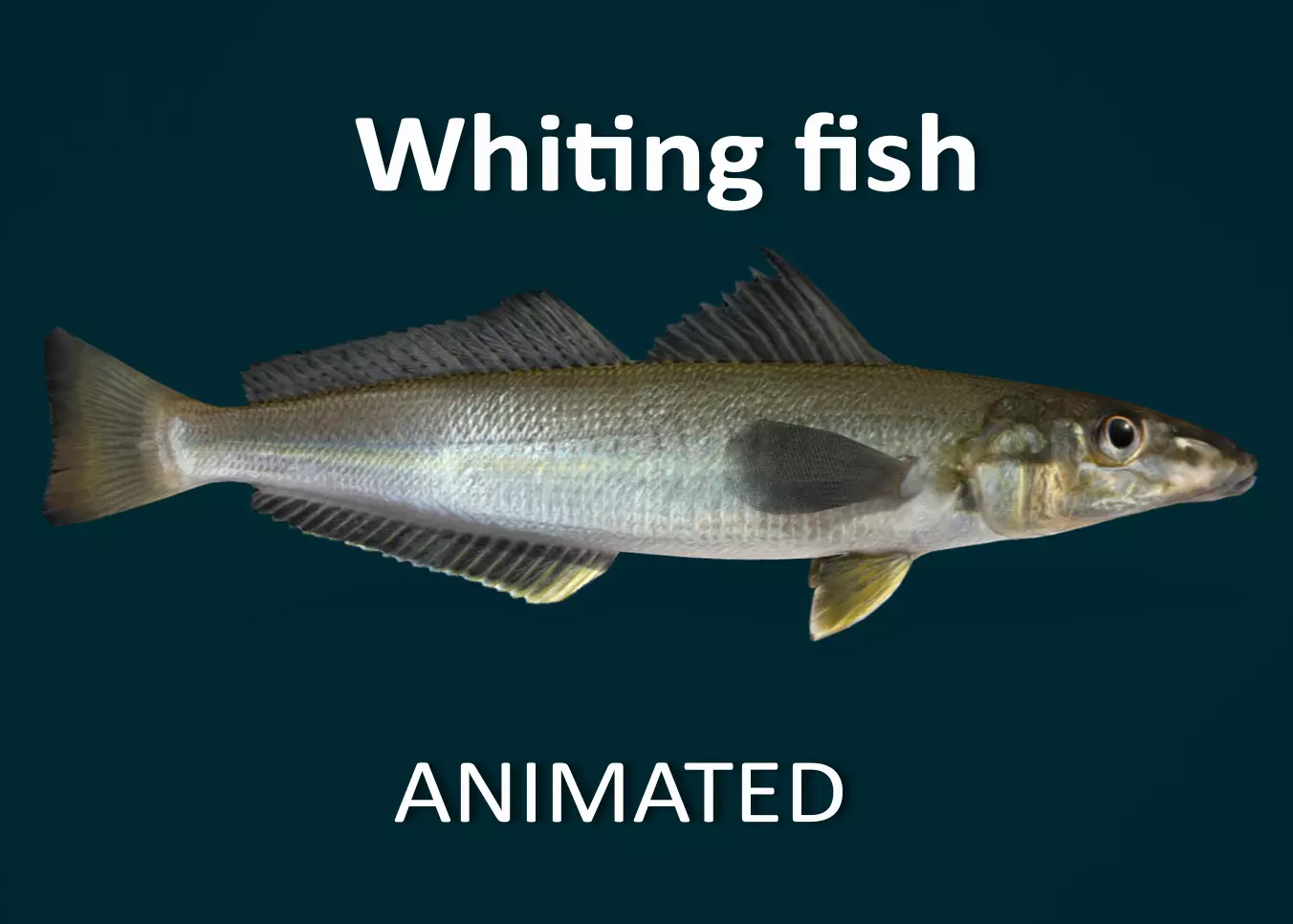 Whiting fish Animated 3D model_0