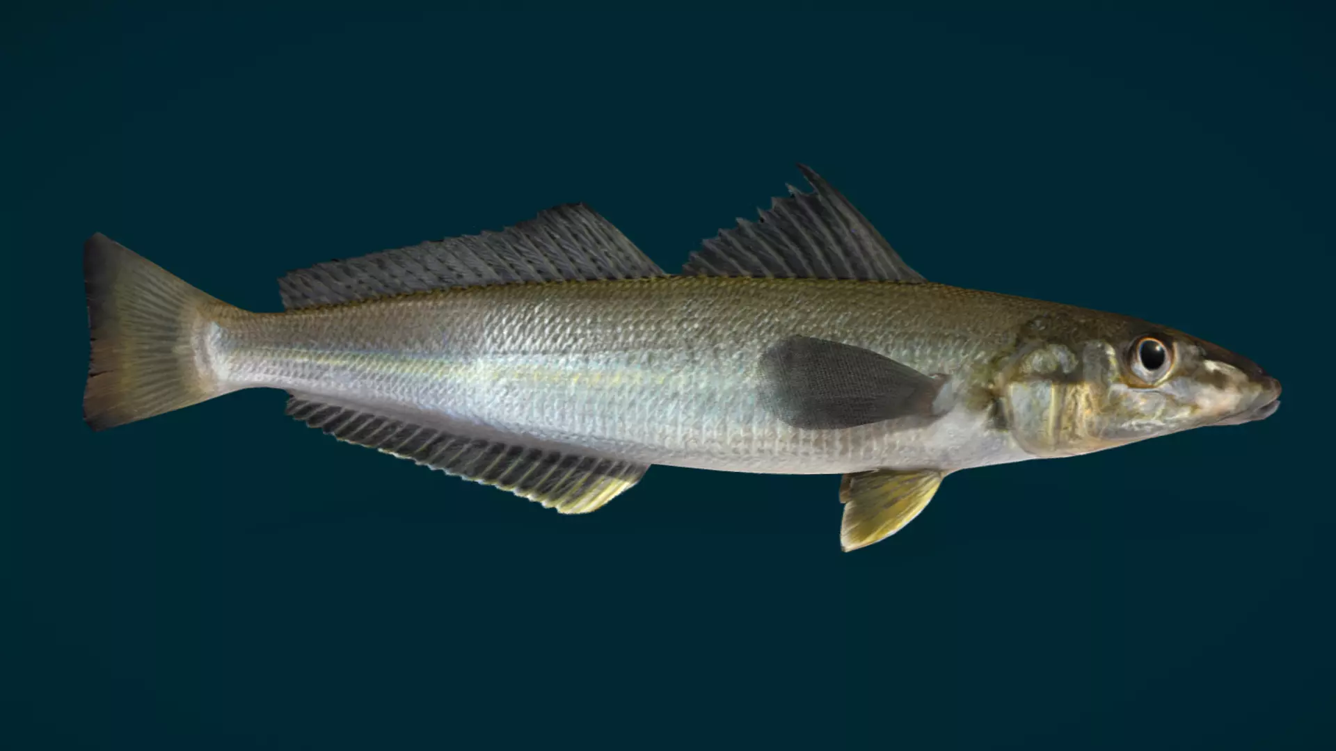 Whiting fish Animated 3D model_11