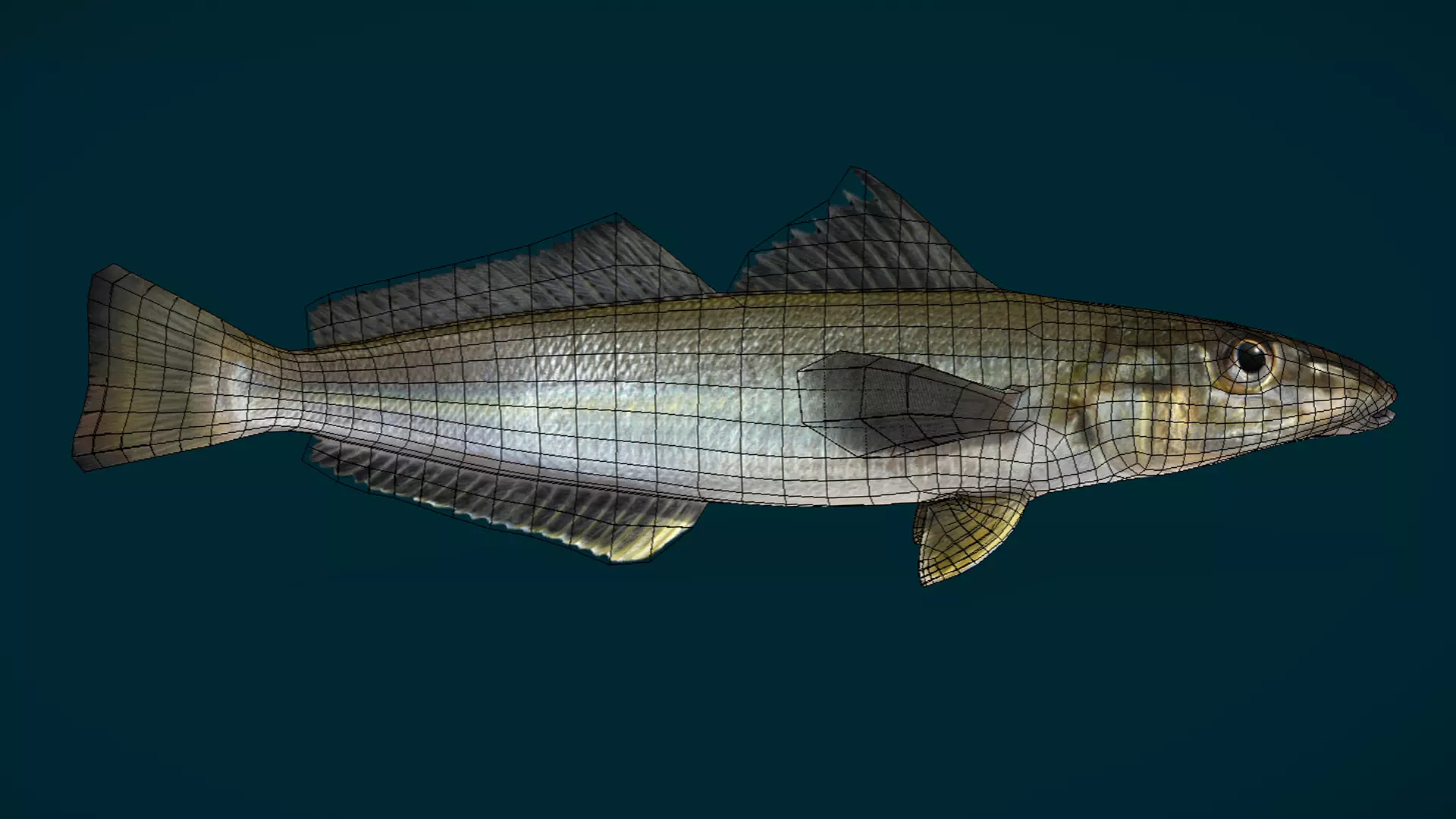 Whiting fish Animated 3D model_4