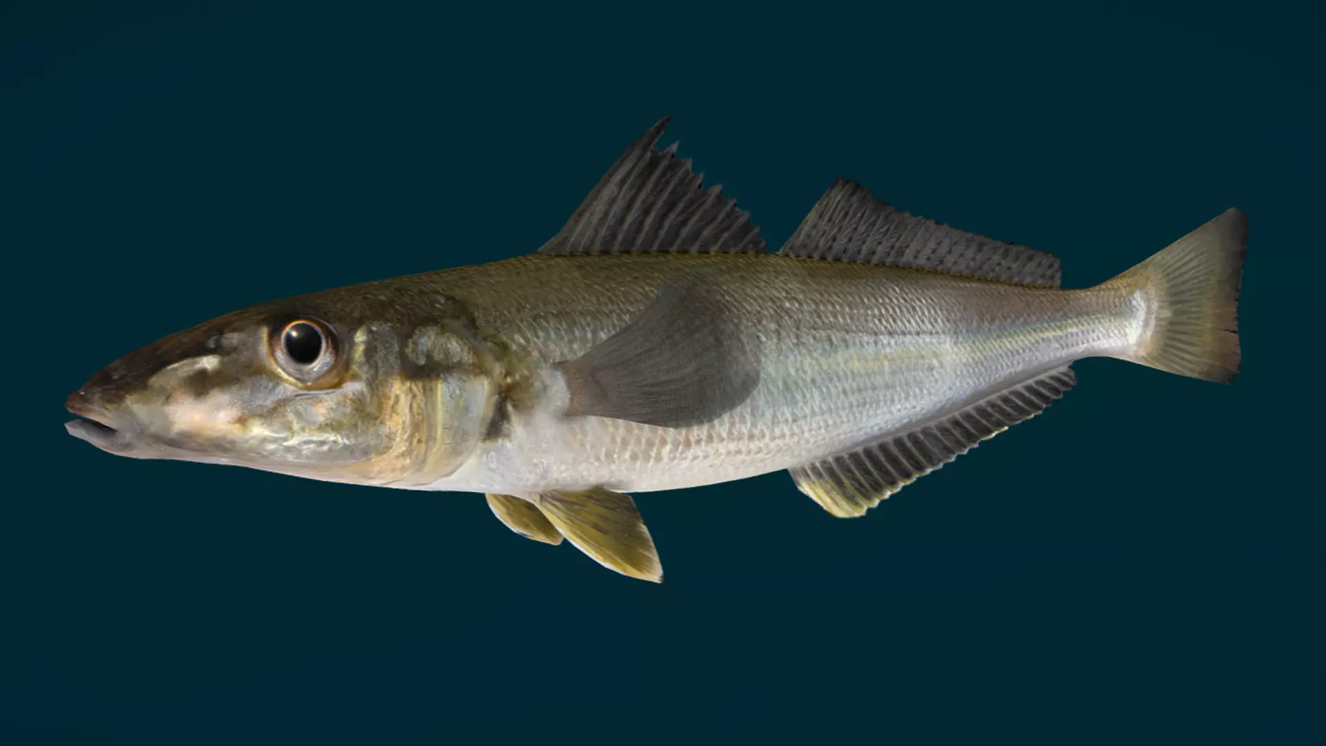 Whiting fish Animated 3D model_5