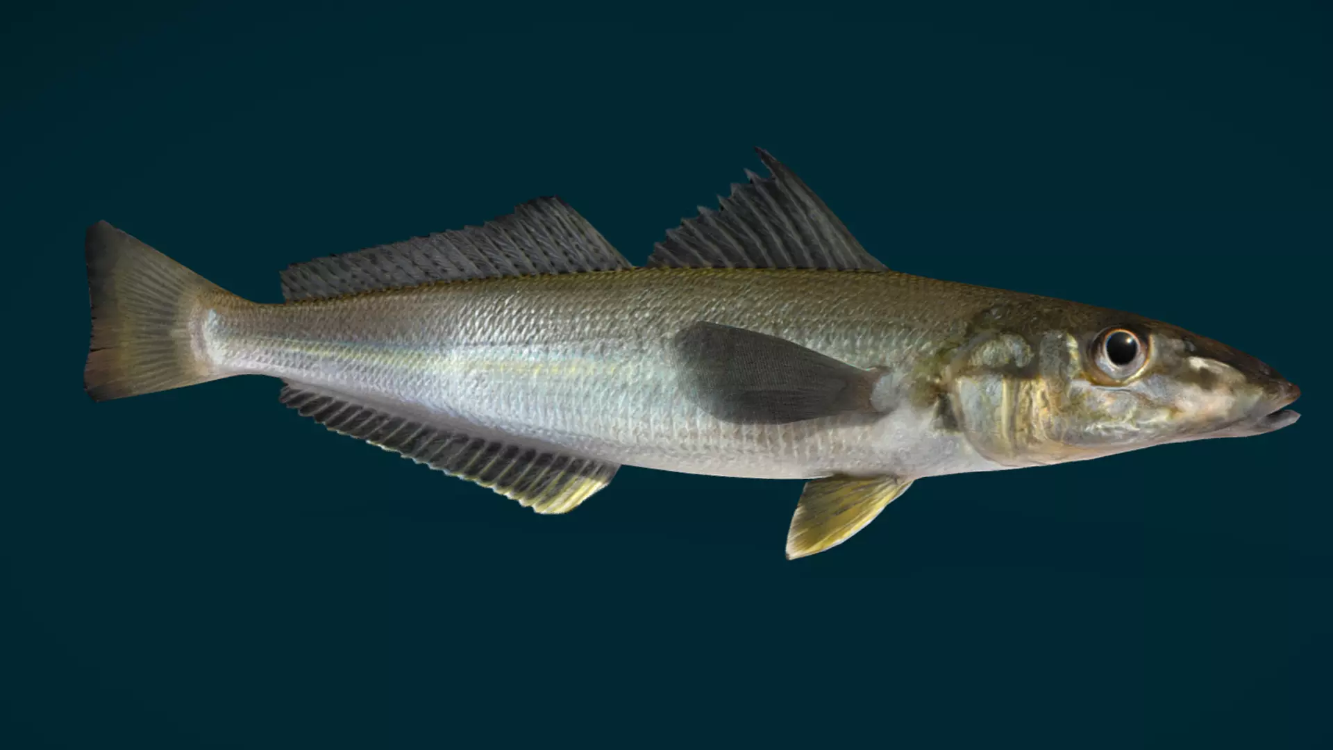 Whiting fish Animated 3D model_9
