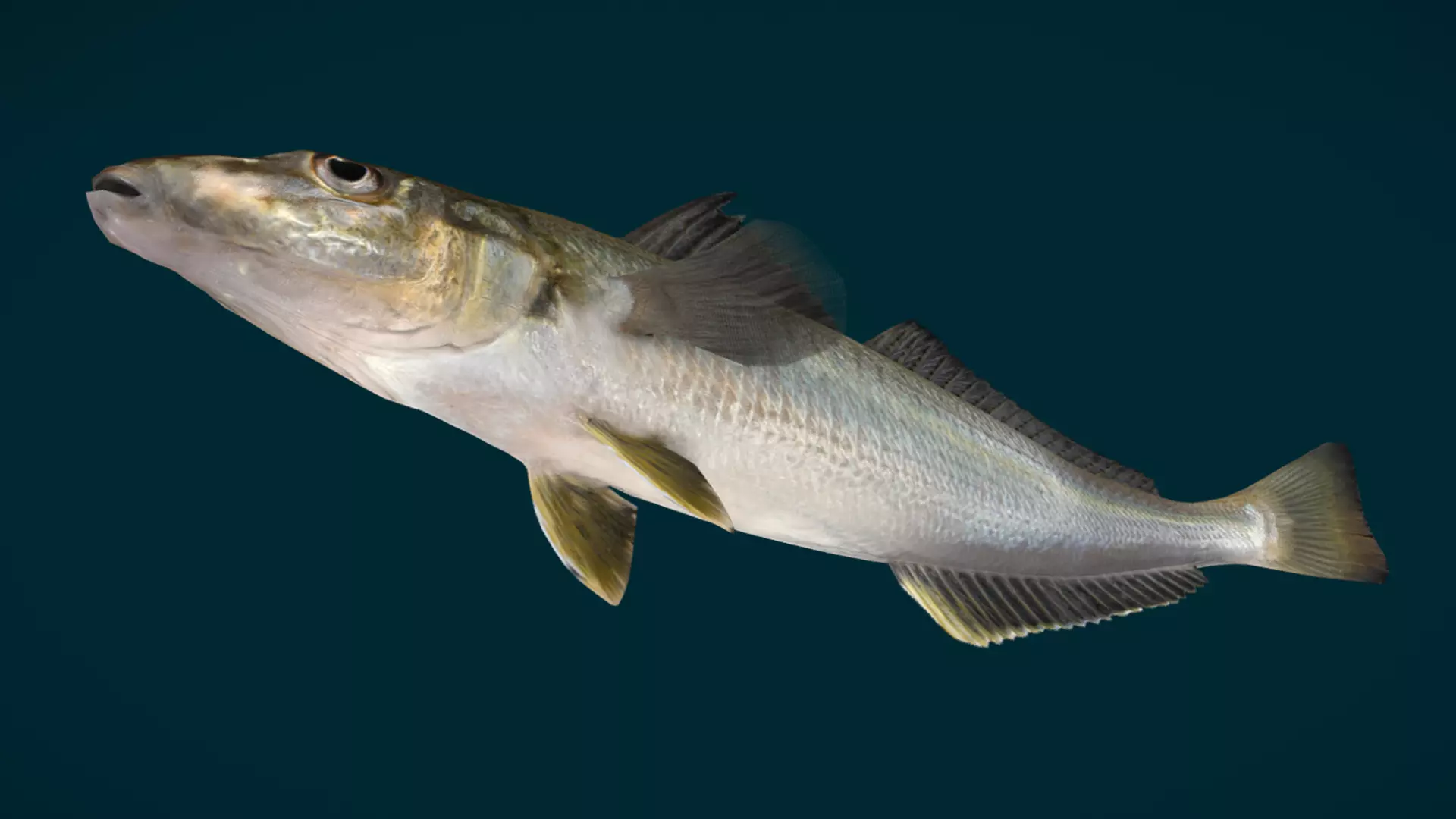 Whiting fish Animated 3D model_8