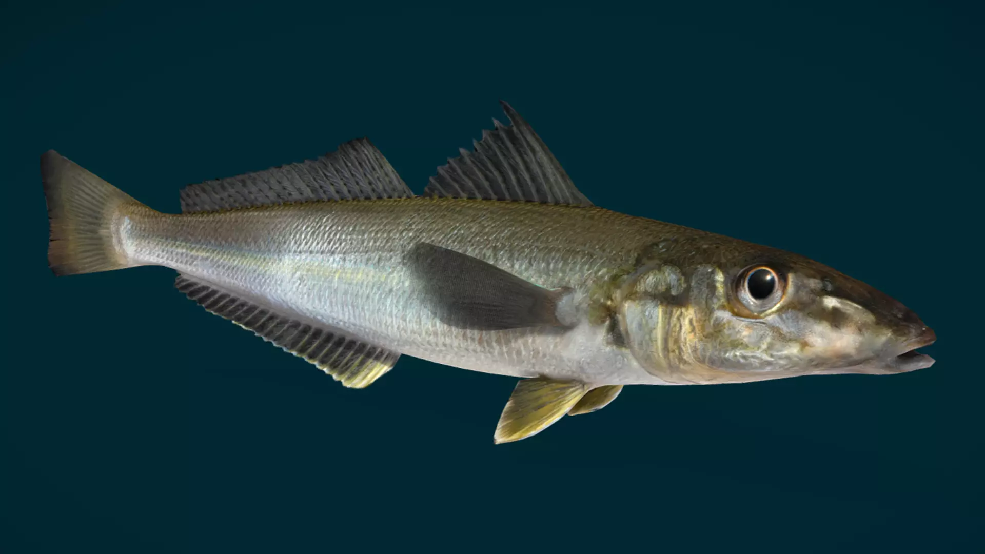 Whiting fish Animated 3D model_2