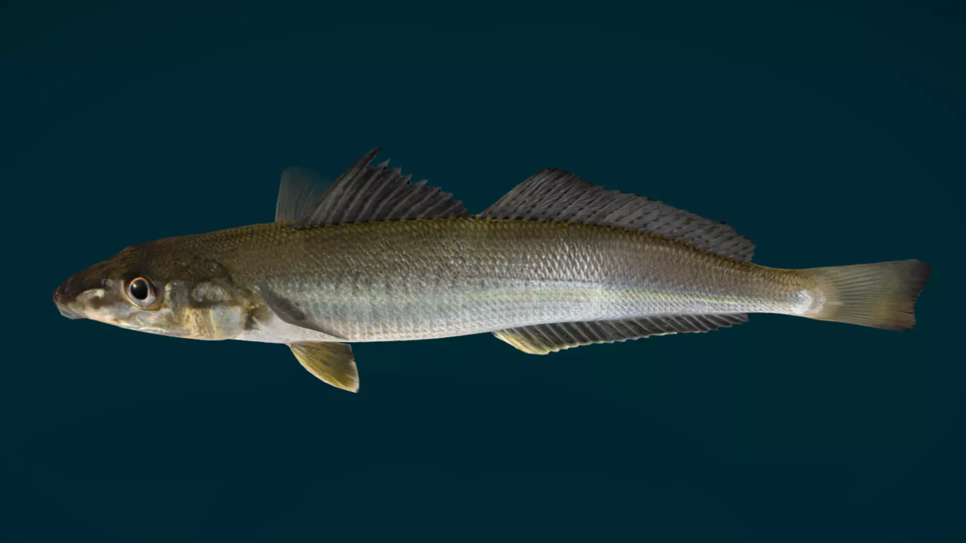 Whiting fish Animated 3D model_6