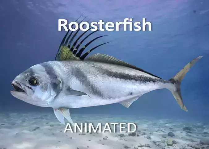 Roosterfish Animated 3D model
