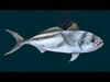 Roosterfish Animated 3D model_1