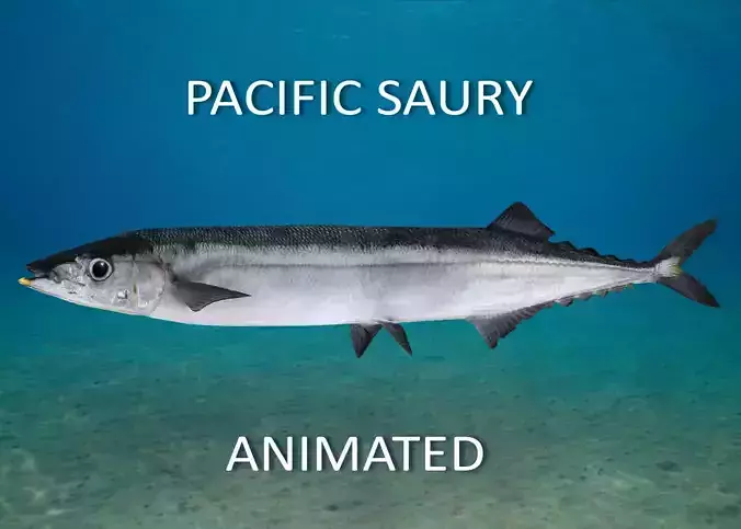 Pacific Saury Animated 3D model