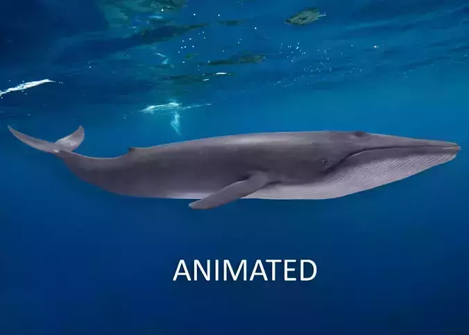 Realistic Blue Whale