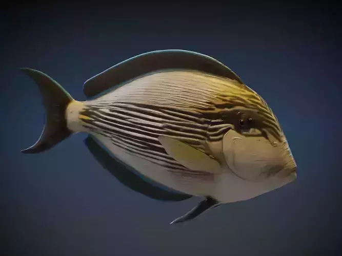  Sohal Surgeonfish