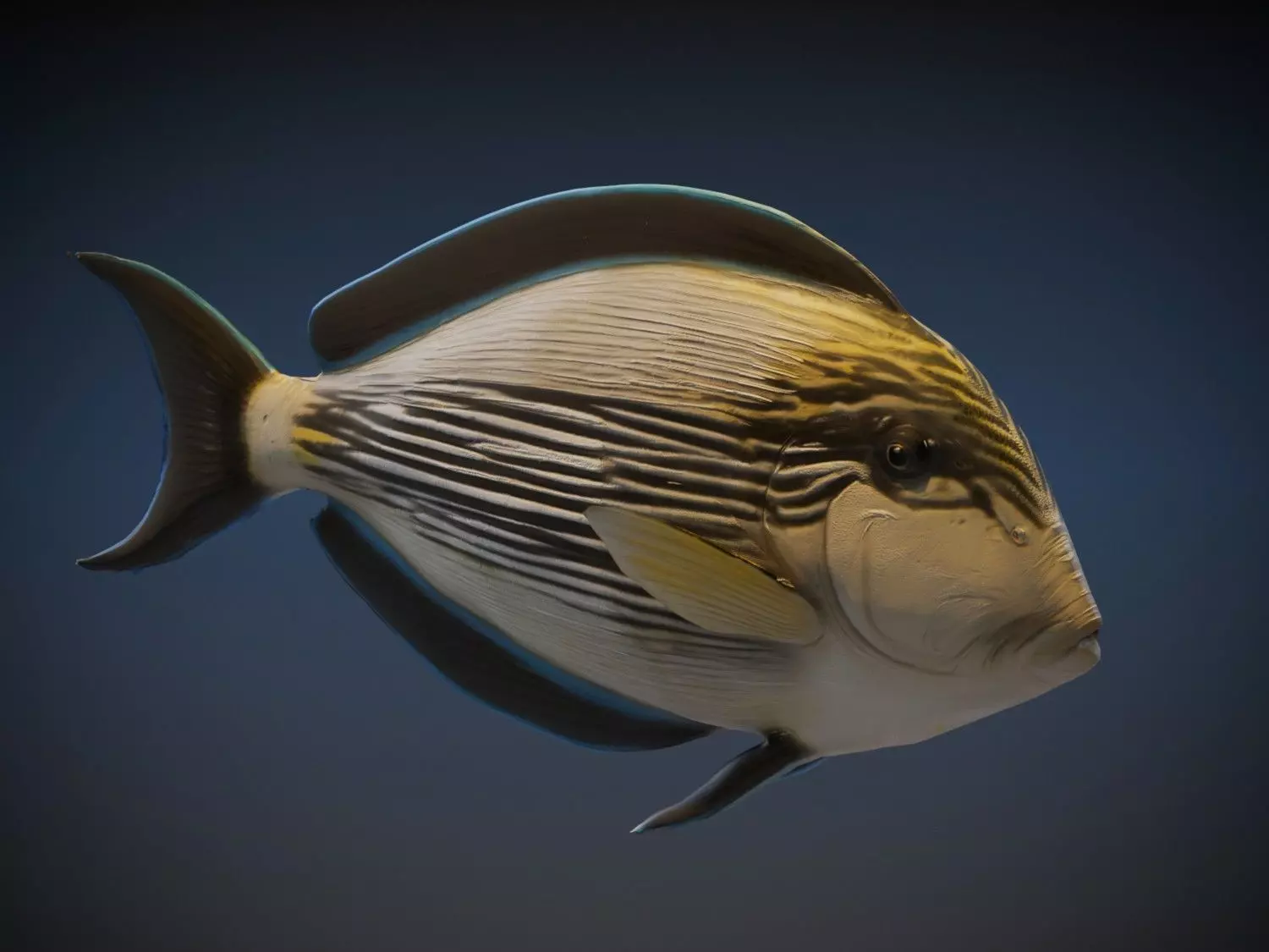 Sohal Surgeonfish 3D model