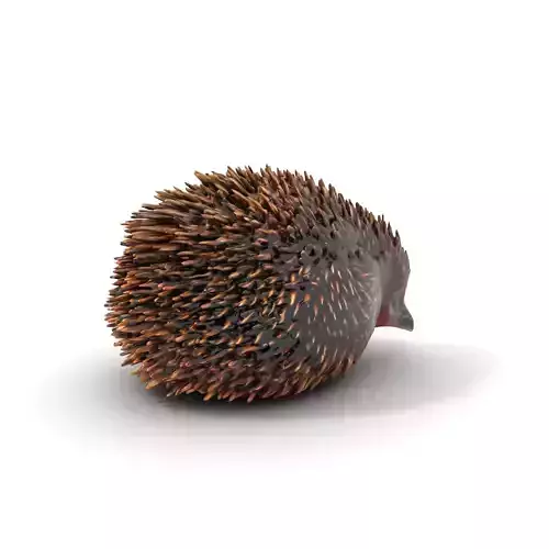Spiky Echidna model pack