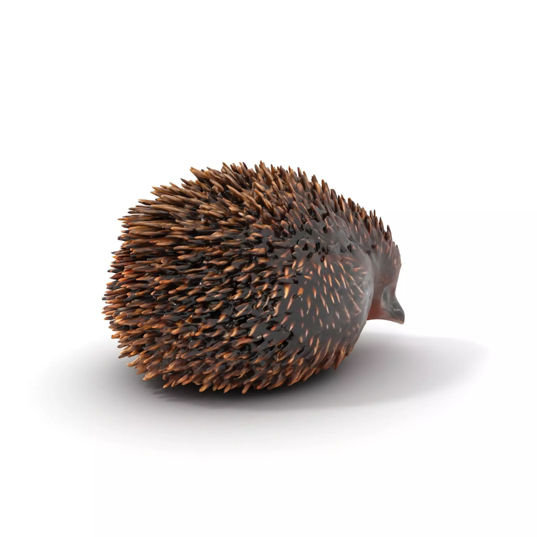 Spiky Echidna model pack Low-poly 3D model_0