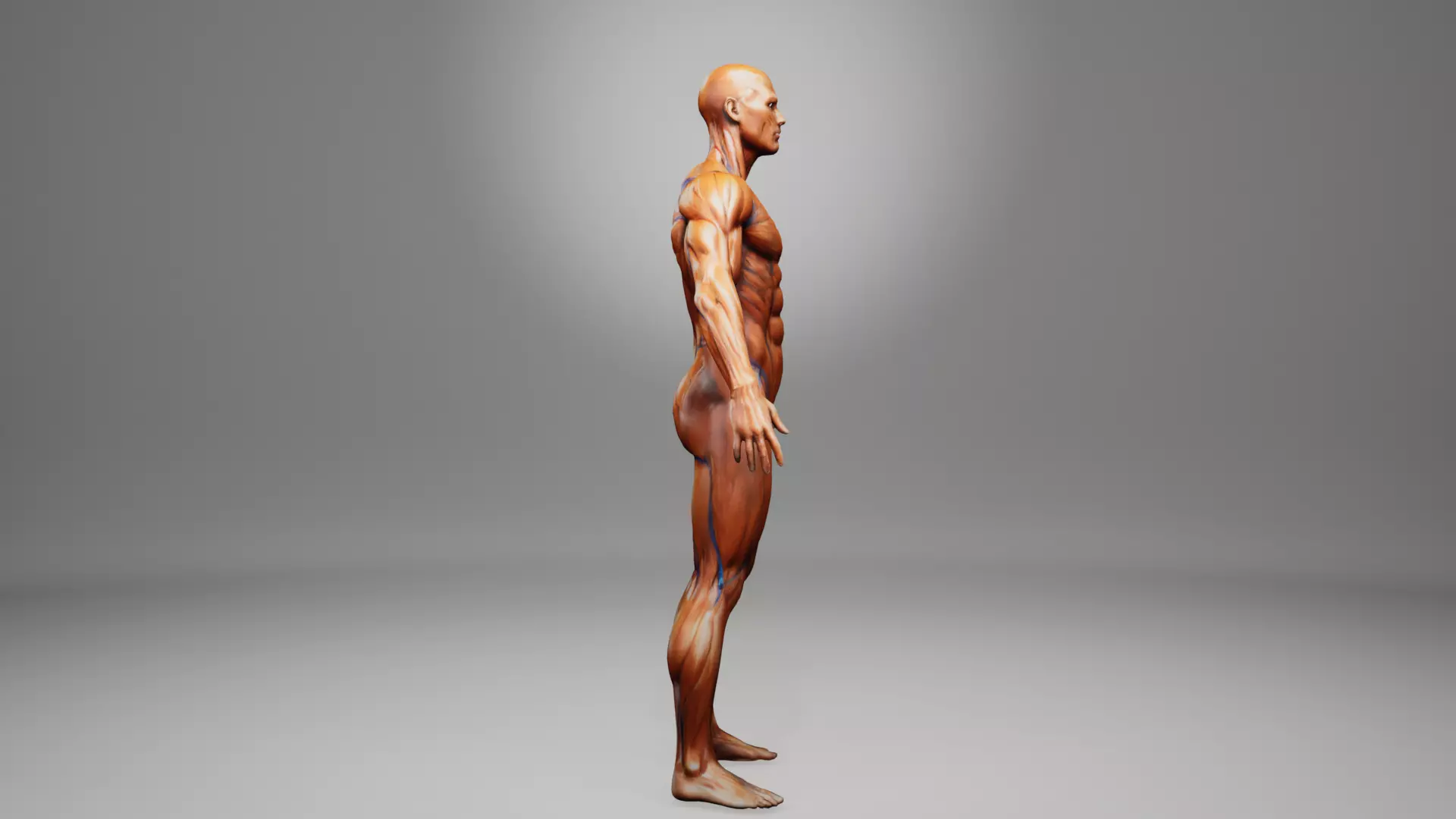 muscular system human anatomy low poly game ready model Low-poly 3D model_2
