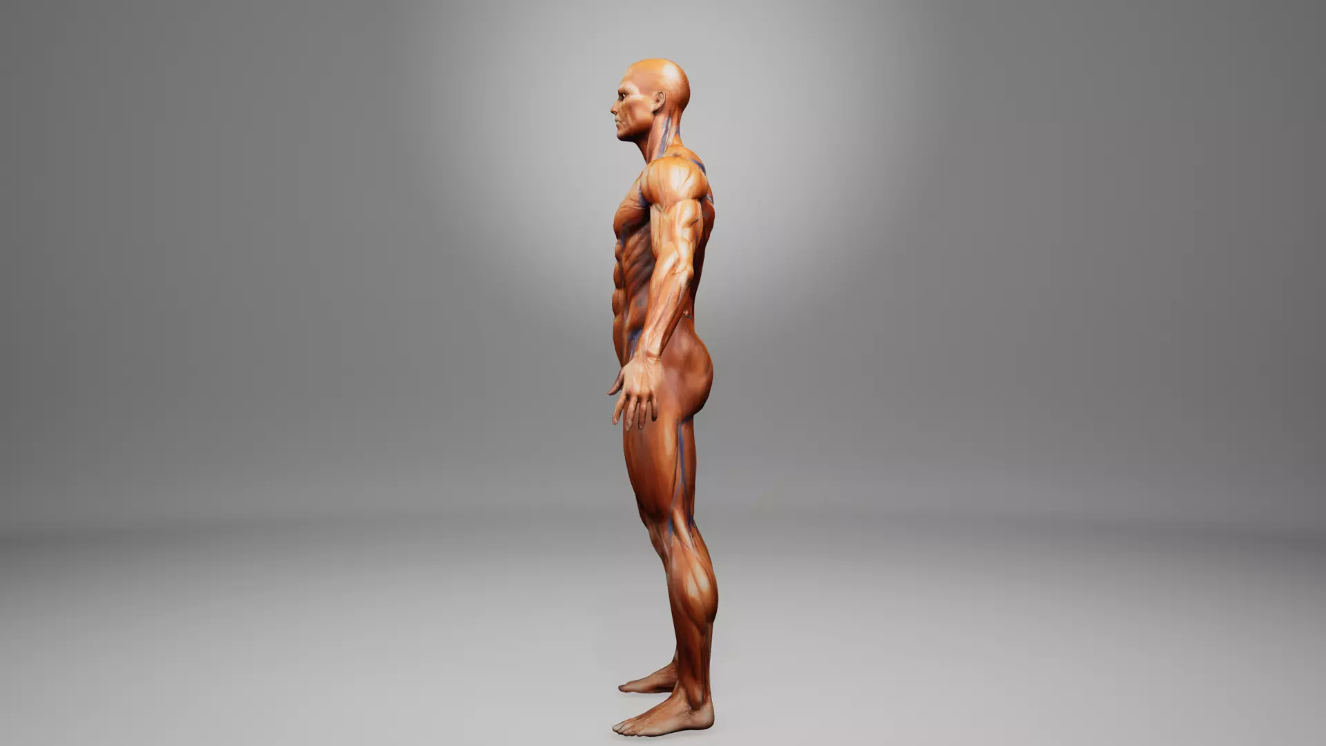 muscular system human anatomy low poly game ready model Low-poly 3D model_3