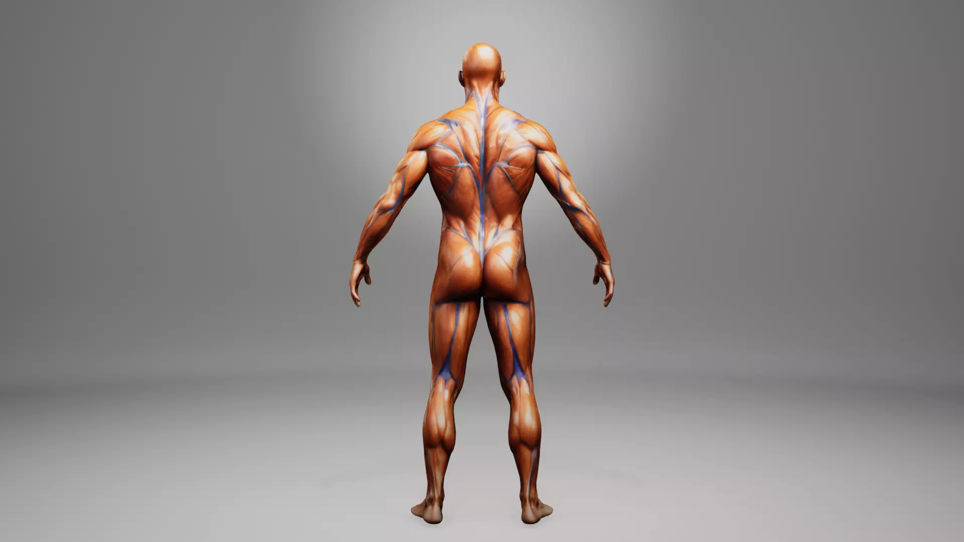 muscular system human anatomy low poly game ready model Low-poly 3D model_1