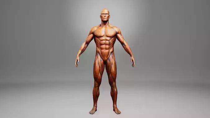 muscular system human anatomy low poly game ready model Low-poly 3D model