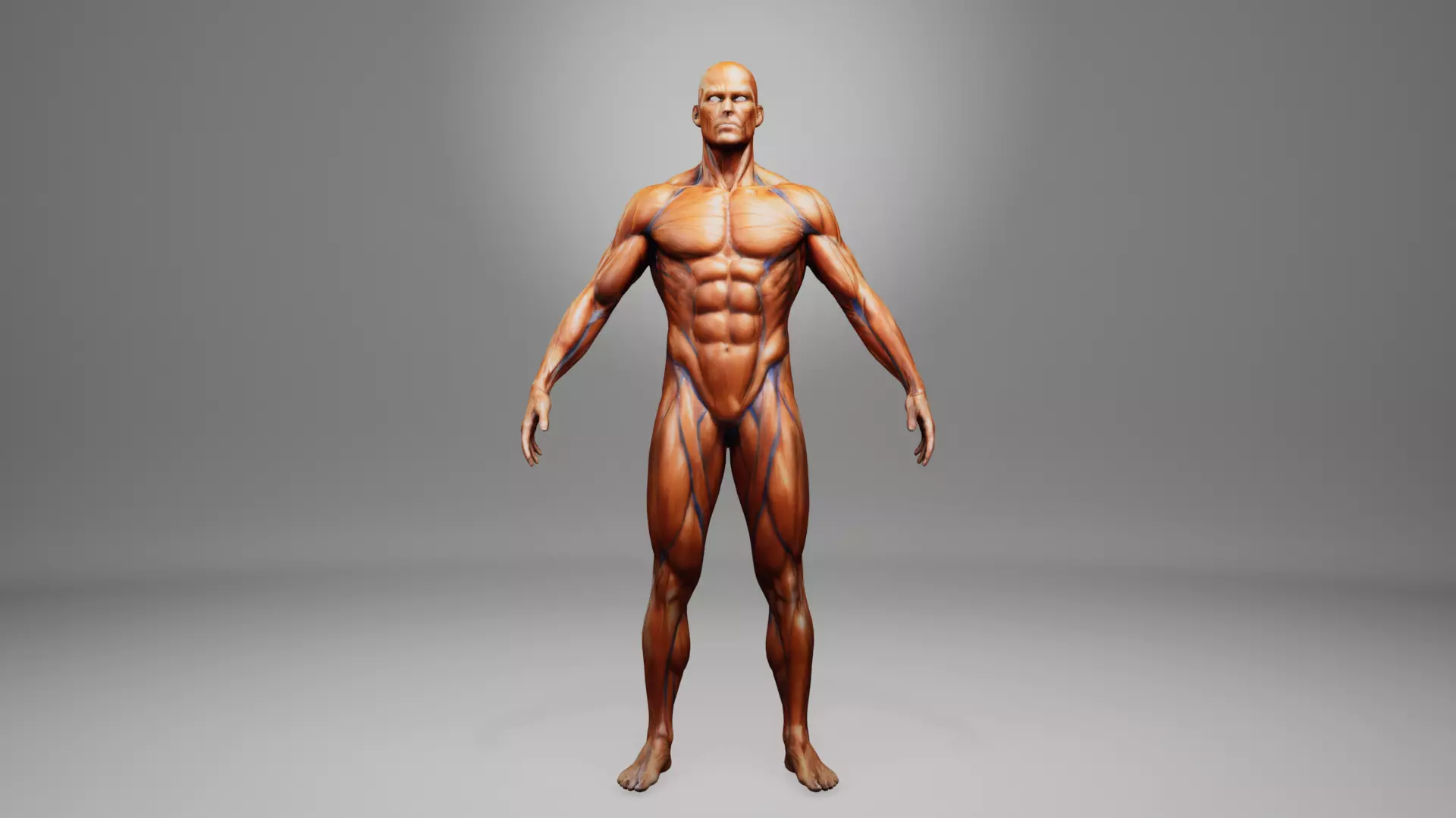 muscular system human anatomy low poly game ready model Low-poly 3D model_0