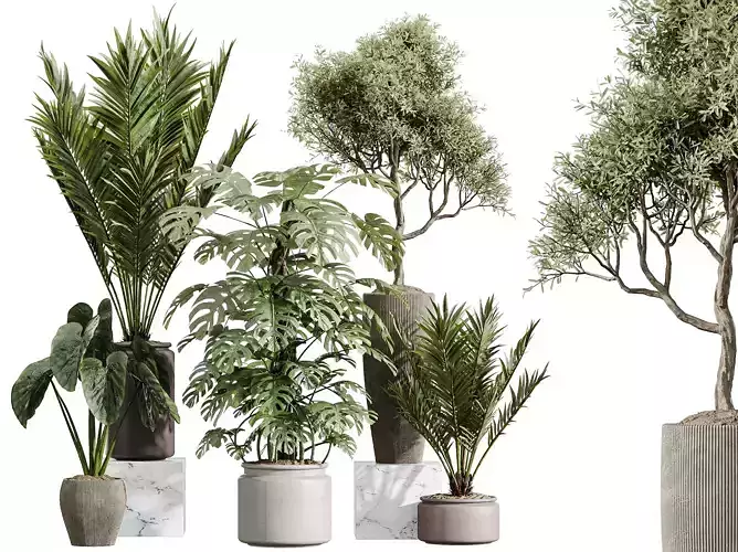 AV Indoor Plants Set 394  Palm olive Monstera Cunjevoi Alocasia