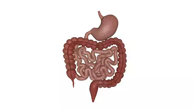 Human Intestine and Stomach